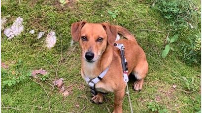 Bild: soj
Auch für Mischlingshund Rudi, der im Ortsteil Grünlas sein Zuhause hat, wird sein Herrchen ab 2022 fünf Euro mehr an Hundesteuer zahlen müssen. Umgerechnet sind das 42 Cent im Monat.