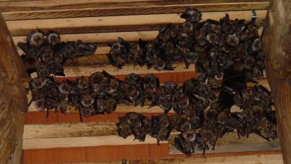 Bild: mma
151 Fledermäuse, davon 79 bräunliche Weibchen und 72 graue Jungtiere, wurden im Dachstuhl der Hahnbacher Pfarrkirche St. Jakobus gezählt.