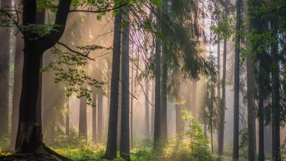 Bild: Siegfried Steinkohl
Der Naturpark Steinwald bietet vielen Tier- und Pflanzengesellschaften einen Lebensraum. Ein hauptamtlicher Geschäftsführer soll künftig dafür sorgen, dass dies auch weiterhin so bleibt. Um diesen zu finanzieren, wird von den angeschlossenen Gemeinden ein höherer Mitgliedsbeitrag fällig.