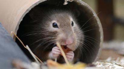 Symbolbild: Caroline SeidSeidel-Dißmannel/dpa
In Hongkong war wegen Corona die Tötung von etwa 2000 Hamstern angeordnet worden.