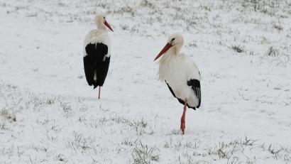 Bild: Gerhard Büttner
Unbeabsichtigt gut getarnt, scheinen die beiden Störche auf der Schneewiese bei Rothenstadt zu stehen.