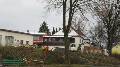 Bild: kgg
Auf dem Rotter-Areal an der Pfaffenreuther Straße sind Bäume gefällt worden.