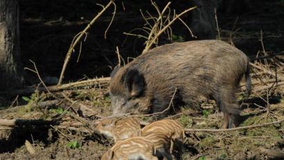 Symbolbild: Petra Hartl
Der Streit um einen Wildschwein-Frischling (hier ein Symbolbild aus dem Gehege bei Waldhaus) endete vor dem Amberger Amtsgericht. Einigen konnten sich die Parteien nicht, somit zog der ursprüngliche Finder des Wildschweins schlussendlich seine Klage zurück.