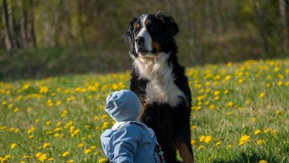 Bild: Josef Eibauer/exb
Herber Verlust: Laika war Teil der Familie Eibauer, der zweieinhalbjährige Sohn von Josef Eibauer ist mit der vierjährigen Hündin aufgewachsen.