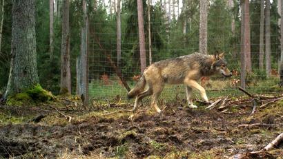 Archivbild: Bayerische Staatsforsten, Forstbetrieb Pegnitz
Ein Jährling aus dem Veldensteiner Wolfsrudel 2020. Dieses Rudel fiel im Februar und März 2021 durch mehrere Risse von Nutztieren in Wildgehegen auf.