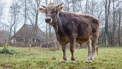 Bild: Georg Wendt
So mächtig wie dieser Ochse stand auch „Hansi“ den Feuerwehrleuten und der Polizei in Teunz gegenüber.