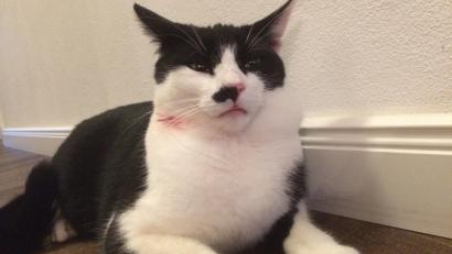 Bild: Frank Schäfer/exb
Kater Flecki nach der Attacke. Die Wunde ist rechts am Hals deutlich zu erkennen.