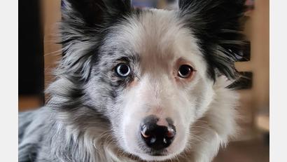 Bild: Ramona Frey
Border-Collie-Hündin Jolly hat wohl 2000 Euro auf dem Gewissen.