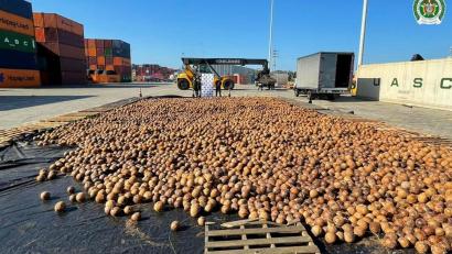 Bild: colprensa/dpa
Auf diesem von der Staatsanwaltschaft zur Verfügung gestellten Bild sind Kokosnüsse zu sehen, die mit flüssigem Kokain nach Europa geschickt werden sollten.