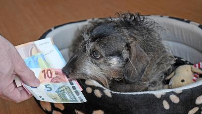 Symbolbild: Gabi Schönberger
Nach 19 Jahren hat der Stadtrat die Hundesteuer erhöht.