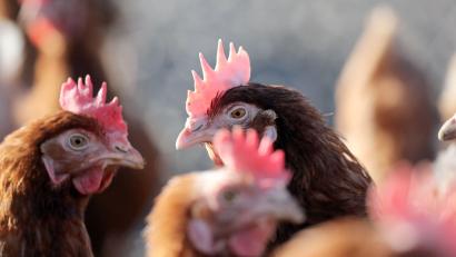 Symbolbild: Jan Woitas/dpa
80 Hühner wurden im Nittenauer Ortsteil Bleich aus einem mobilen Hühnerstall entwendet.