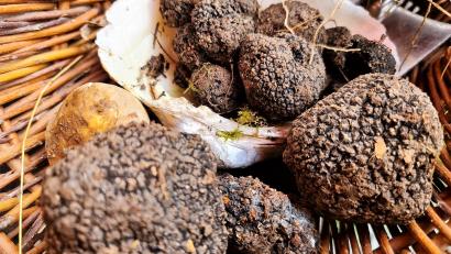 Bild: ubb
Zwar war die Winterernte weniger üppig als im Herbst. Aber dafür konnte der Trüffelzüchter mit einem Exemplar aufwarten, das glatt ein ganzes Kilogramm auf die Waage brachte.