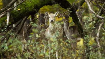 Symbolbild: Christophe Gateau/dpa
Bayerns Wälder leiden unter zu starkem Wildverbiss, auch im Landkreis Tirschenreuth. Forstministerin Michaela Kaniber fordert deswegen von der Jägerschaft einen waldverträglicheren Wildbestand.