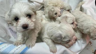 Symbolbild: Tierheim Nürnberg/exb
Ein Wurf Hundewelpen, der von der Polizei im Raum Nürnberg beschlagnahmt wurde. Hundebabys spielten auch in einem Fall die Rolle, der einen 46-Jährigen vor das Amberger Amtsgericht brachte.