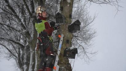 Bild: jr
Baumpfleger Manfred Härtl zeigte den Schülern die einzelnen Arbeitsschritte, die zum Aufhängen von Bruthöhlen an einem Baum notwendig sind.