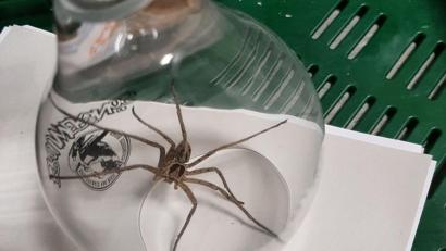 Bild: -
Eine Warmhaus-Riesenkrabbenspinne unter einem Glas. Foto: -/Polizei Kleve/dpa