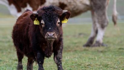 Bild: Sven Hoppe
Der kleinwüchsige Stier Napoleon steht auf seiner Weide. Foto: Sven Hoppe/dpa/Archivbild