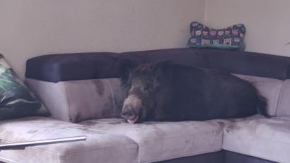 Bild: Polizei Hagen/dpa
Ein Wildschwein hat es sich auf einer Wohnzimmercouch gemütlich gemacht.