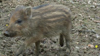 Archivbild: sr
Süß, so ein einzelner Frischling. In den Wäldern des Landkreises sollen es aber ja nicht zu viele werden, denn die Tiere können relativ leicht die Afrikanische Schweinepest verbreiten.