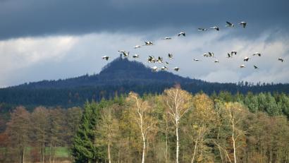 Bild: do
Der Vulkankegel des Rauhen Kulms wurde 2013 bei der Abstimmung der Heinz-Sielmann-Stiftung zum schönsten Naturdenkmal Deutschlands gewählt. Er ist nur eine der Besonderheiten im Naturpark Nördlicher Oberpfälzer Wald, um die sich der neue Ranger in Zukunft kümmert.
