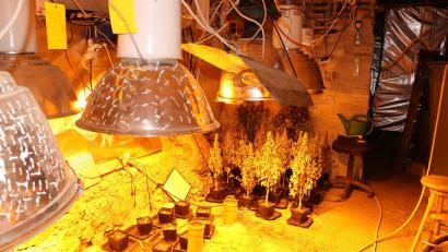 Bild: Polizeipräsidium Oberpfalz/exb
Die Polizei fand in dem Anwesen auch eine Aufzuchtanlage mit einer Vielzahl von Cannabis-Pflanzen.