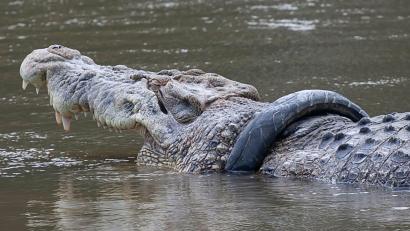 Bild: Opan/XinHua/dpa
Das Salzwasserkrokodil mit dem Reifen im Fluss Palu auf der Insel Sulawesi. Nach sechs Jahren wurde das Tier nun von dem Anhängsel befreit.