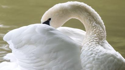 Symbolbild: Peter Kneffel/dpa
Beamte der Polizeiinspektion Eschenbach wurden in Grafenwöhr zu einem tierischen Einsatz gerufen. Ein Schwan war verletzt.