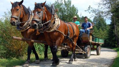 Archivbild: hcz
Früher ging es in der Landwirtschaft ein bisschen beschaulicher, nachhaltiger und damit natürlich auch klimafreundlicher zu. Mit dem "Klimafaktor Mensch" beschäftigt sich eine neue Ausstellung des Freilandmuseums Oberpfalz.