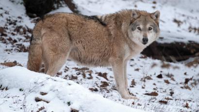 Symbolbild: Bernd Weissbrod/dpa
In Tschechien wurde der vom Abschuss bedrohte Wolf aus Oberbayern bei einem Unfall überfahren.