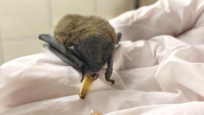 Bild: Naturpark Fichtelgebirge/dpa
Eine Zwergfledermaus wird mit einem Mehlwurm gefüttert. Das Tier war mit zwölf weiteren Artgenossen im Landkreis Wunsiedel in einem Karton ausgesetzt worden.