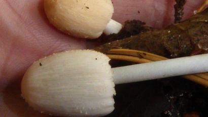 Bild: Rudi Markones
Kleinsporige Fasertintlinge liegen auf einer Handfläche. Foto: Rudi Markones/Pilzfreunde Mainfranken/dpa/Bildarchiv