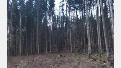 Bild: Julian Sauter/Bayerische Staatsforsten/exb
Fichten haben im Revier Sulzbach mit den Folgen des Klimawandels zu kämpfen und werden häufig Opfer des Borkenkäfers. In der Unteren Wagensaß gibt es daher viele Kahlflächen, so genannte Käferlöcher.