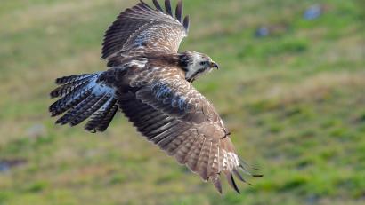 Bild: Patrick Pleul
Mäusebussarde sind im Landkreis Regensburg wahrscheinlich vergiftet worden.