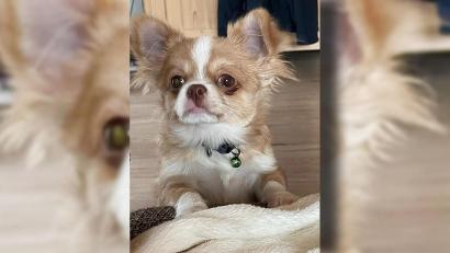 Bild: Eckl/exb
Paul ist erst ein halbes Jahr alt. Beim Gassi-Gehen hat er Rattengift gefressen. Der kleine Chihuahua hat nur knapp überlebt.