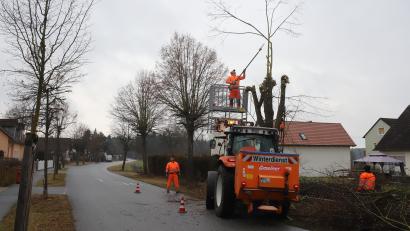 Bild: war
Der Zuschnitt der Bäume an der Kohlberger Straße erfolgt von der Hebebühne aus. Gegenüber sind die noch unbearbeiteten Gehölze mit ihren hochragenden Ästen zu sehen.