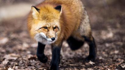 Symbolbild: Alexander Heinl/dpa
Füchse befinden sich derzeit auf Brautschau und streunen auch tagsüber durch die Gegend. Ihre Futtersuche führt sie auch in die Städte, so wie aktuell in Oberviechtach beobachtet.