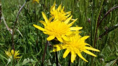 Bild: Hladik
Die niedrige Schwarzwurzel (Scorzonera humilis) ist weitschichtig mit den Habichtskräutern, dem Löwenzahn und sogar der Artischocke verwandt. Sie alle gehören zur Familie der Korbblütler.