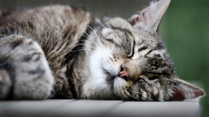 Bild: Martin Gerten/dpa
Eine Katze wurde im Landkreis Regensburg angeschossen.
