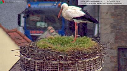 Screenshot: Webcam Stadt Weiden 
Allem Wind und Wetter zum Trotz: Der Storch in Weiden ist zurück.