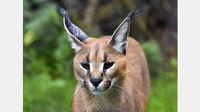 Bild: Zoo du Bois d'Attilly/hfz
Mittlerweile ist Wüstenluchs Philipp in einem Zoo bei Paris heimisch geworden.