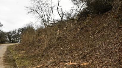 Bild: Petra Hartl
Von den Biotopflächen in Ransbach ist nicht viel übrig geblieben. Das Landratsamt Amberg-Sulzbach stoppte hier die Gemeinde bei dem, was Bürgermeister Florian Junkes "erlaubte Gehölzpflege" nennt.