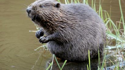 Symbolbild: Felix Heyder
Ein Biber am Wasser. Foto: Felix Heyder/dpa/Archivbild