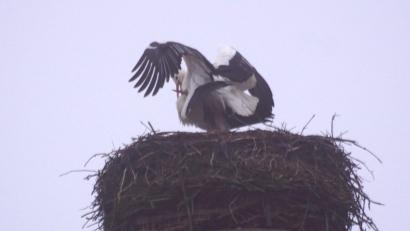 Bild: bkr
Zehn Tage nach Meister Adebar traf auch Frau Storch in Immenreuth ein.