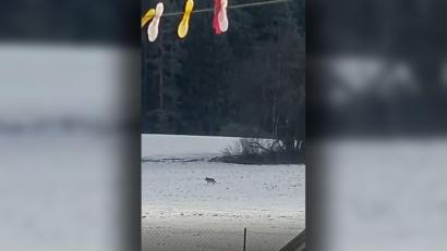 Bild: Florian Puff
Einem Bewohner von Hagendorf (Marktgemeinde Waidhaus) ist es gelungen, einen vorbei streifenden Wolf zu filmen.