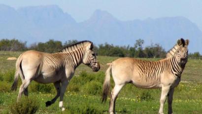 Bild: Quagga Project/dpa
Zwei nahezu streifenlose Rau-Quaggas (undatierte Aufnahme). Nach jahrzehntelangen Zuchtversuchen steht das Experiment des Quagga-Projekts in Südafrika vor seinem erfolgreichen Abschluss.