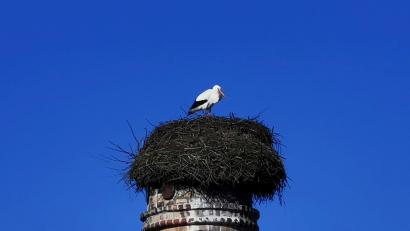 Bild: gz
Bei herrlichem Sonnenschein, aber kalten Windböen macht es sich der Weißstorch im Horst auf dem stillgelegten Kamin des historischen Kommunbrauhauses bequem.