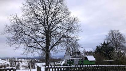 Bild: wro
Die 40 Jahre alte Linde am Spielplatz an der Gartenstraße wird nicht gefällt. Darauf einigten sich die Markträte in ihrer aktuellen Sitzung.