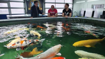Bild: Lowak
Thomas Kappl (links) und Andreas Rupprecht (rechts) stehen mit Mitarbeiter Kevin Weiss vor dem großen Koi-Becken in ihrer Halle in Hammerles.
