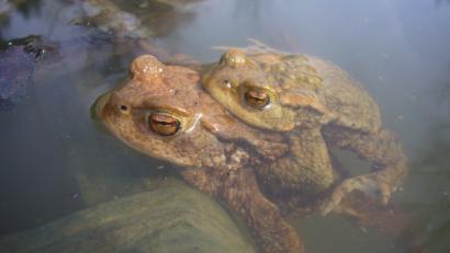Bild: U. Meßlinger/exb
Huckepack ins Laichgebiet? Für viele Amphibien blockieren Straßen den Weg in bewährte Gewässer. Deshalb hilft der Bund Naturschutz nach mit Amphibienzäunen und Fangeimern, die sicherstellen, dass die Tiere auch lebend am Ziel ankommen.