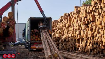 Bild: Thomas Frey/dpa
Die Preise für Holz sind im vergangenen Jahr deutlich gestiegen - besonders für Fichten.